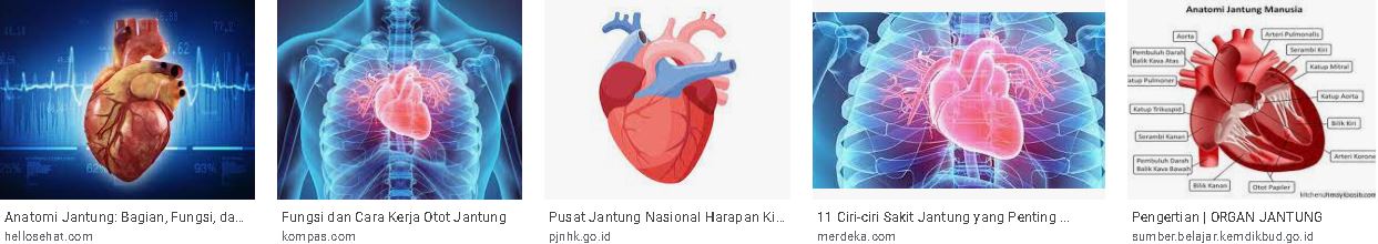 Sistem Kardiovaskular: Jantung | Ilmu Biomedik Dasar (Brainy Panda)