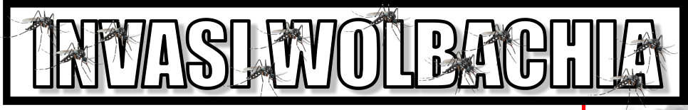 Nyamuk Ber-Wolbachia Turunkan Kasus DBD | ARTIKEL (rbebe.id)