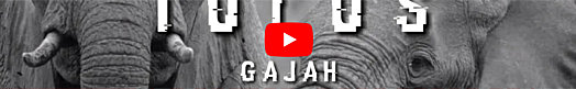 Gajah | Tulus (Fix Future)
